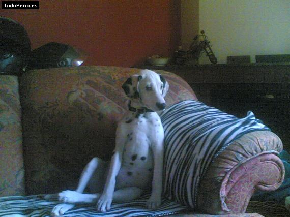 La foto del perro