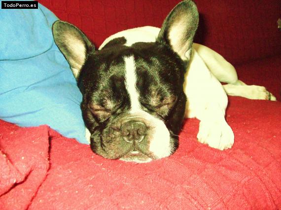 La foto del perro