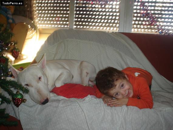 La foto del perro