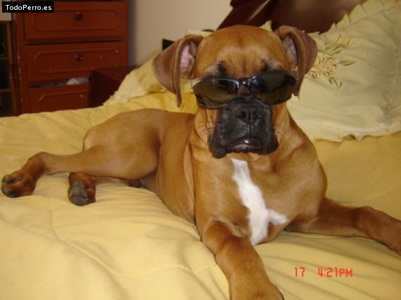 La foto del perro