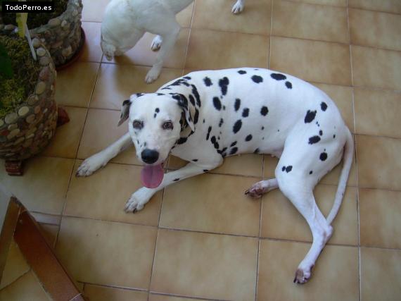 La foto del perro
