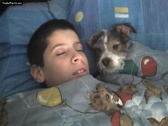 La foto del perro