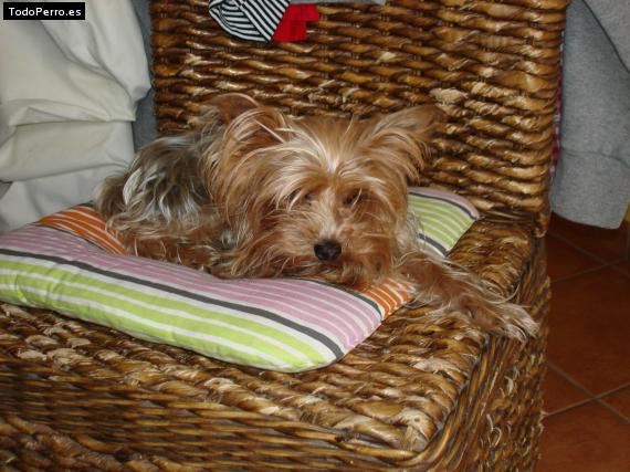 La foto del perro