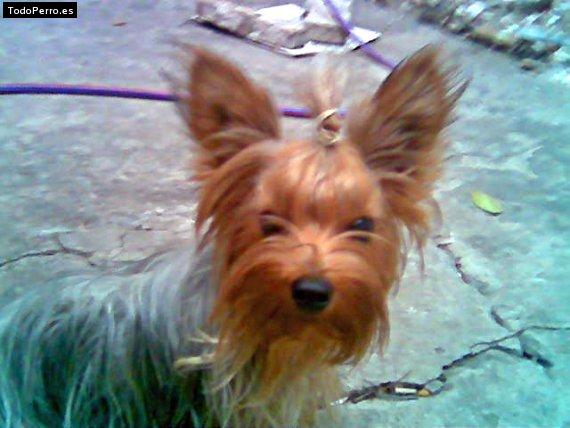 La foto del perro