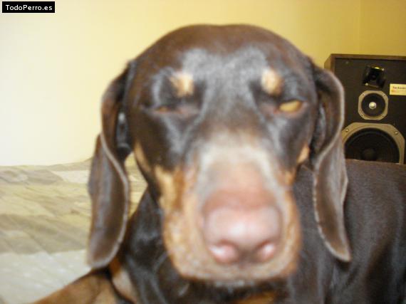 La foto del perro