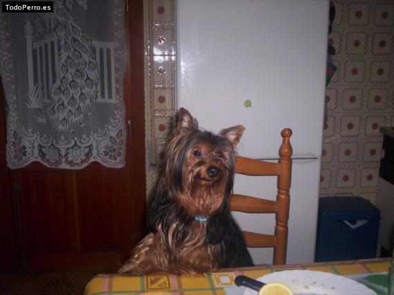 La foto del perro