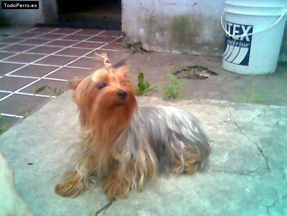 La foto del perro