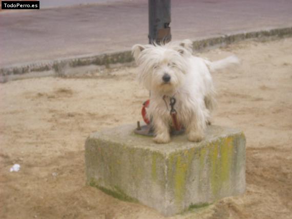 La foto del perro