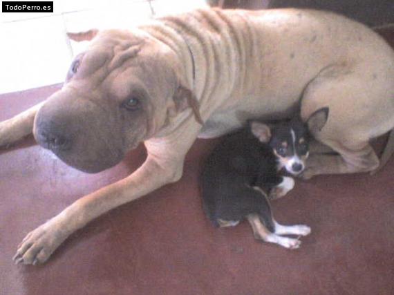 La foto del perro