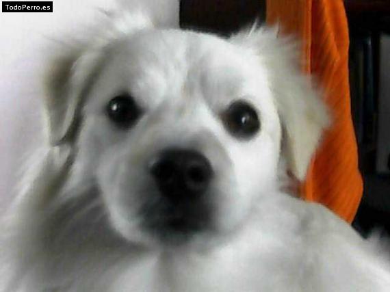 Foto del perro Whity
