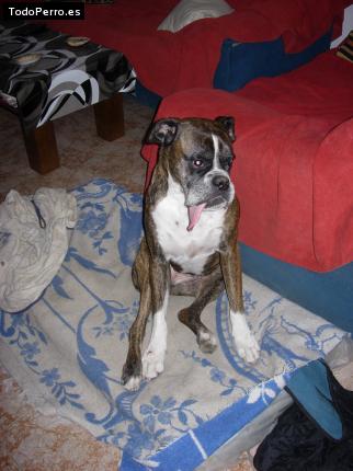 La foto del perro