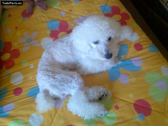 La foto del perro