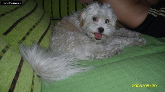 La foto del perro