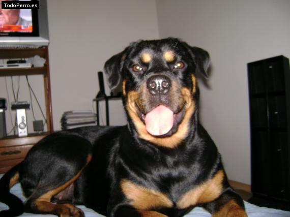 La foto del perro