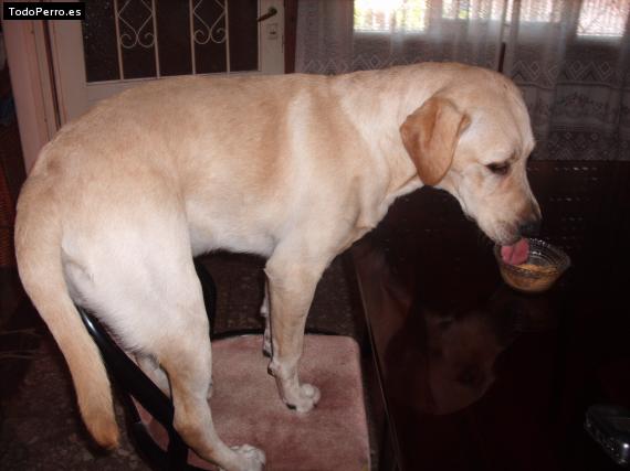 La foto del perro