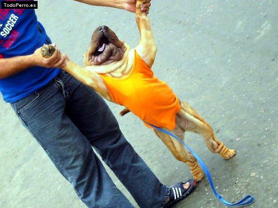 La foto del perro