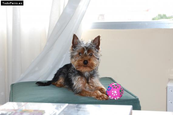 La foto del perro
