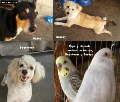 La foto del perro