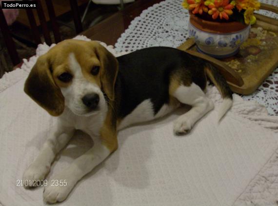 La foto del perro
