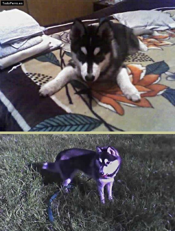 La foto del perro