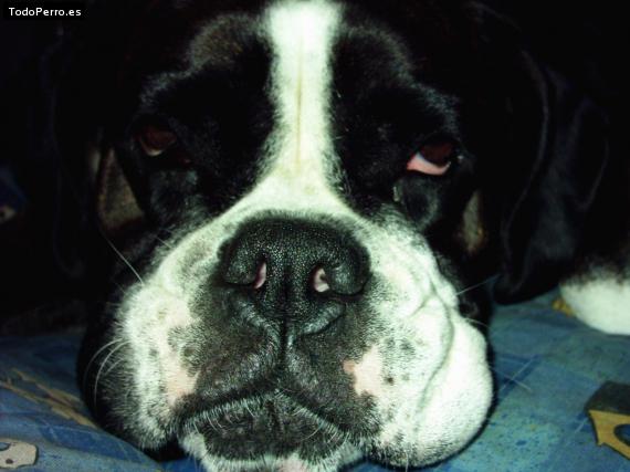 La foto del perro