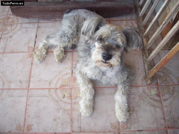 La foto del perro