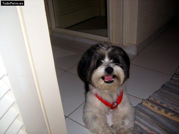 La foto del perro