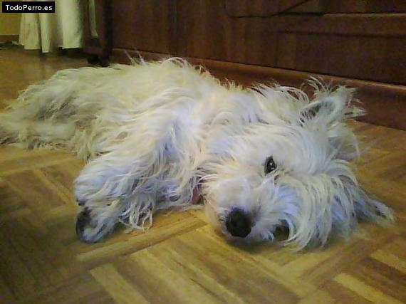 La foto del perro