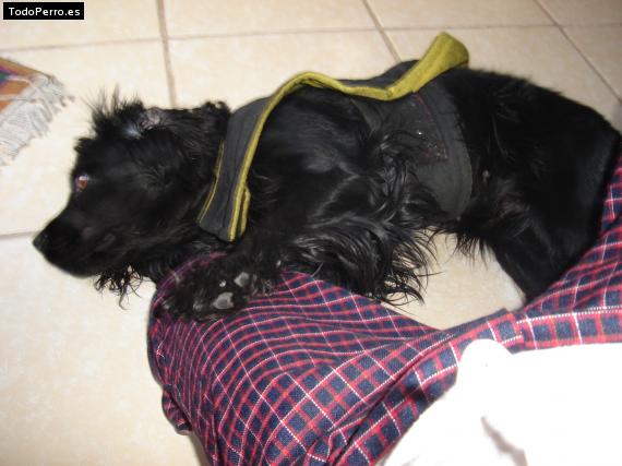 La foto del perro