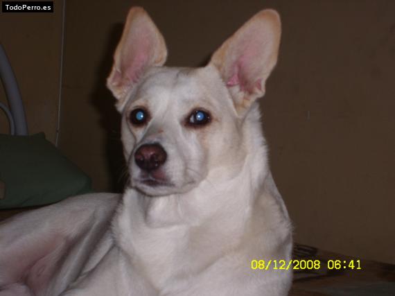 Foto del perro Samira