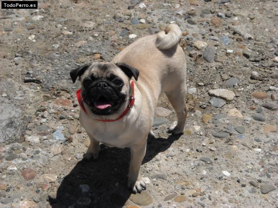 La foto del perro