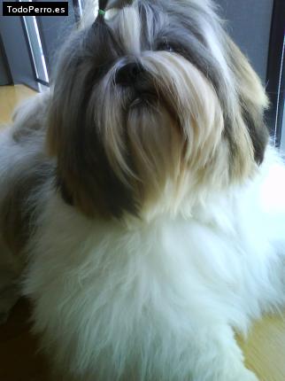 La foto del perro