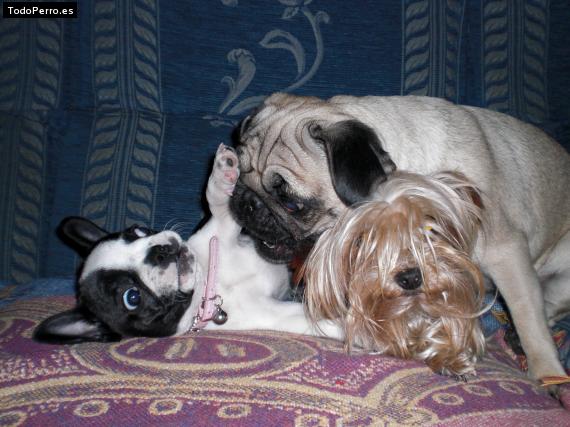 La foto del perro
