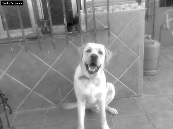 La foto del perro