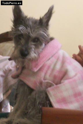 La foto del perro