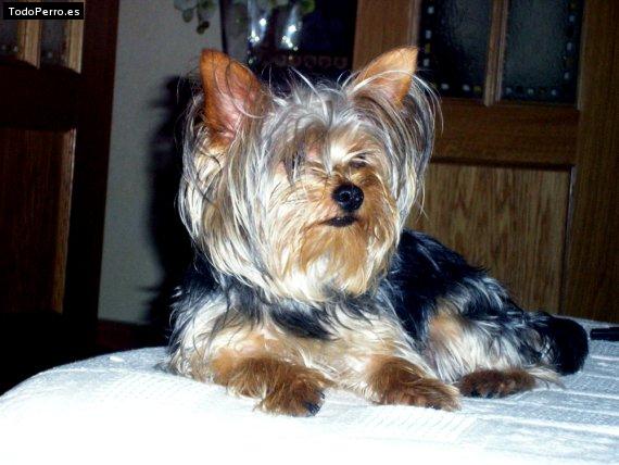 La foto del perro
