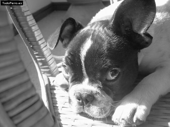 La foto del perro