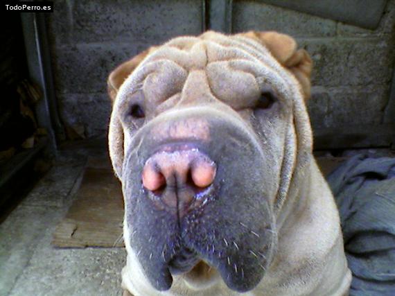 La foto del perro