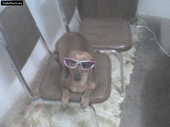 La foto del perro