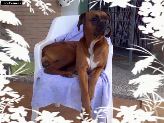 La foto del perro