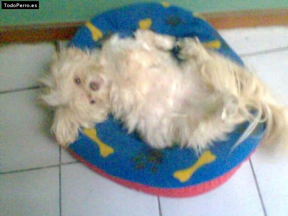 La foto del perro