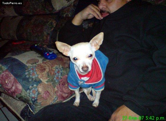 La foto del perro