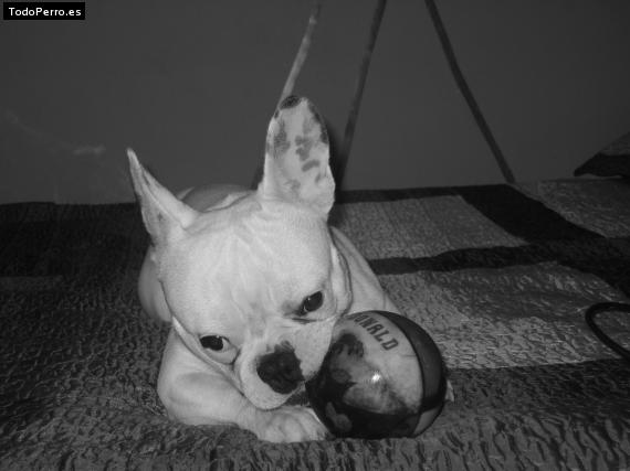 La foto del perro