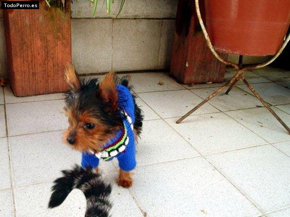 La foto del perro