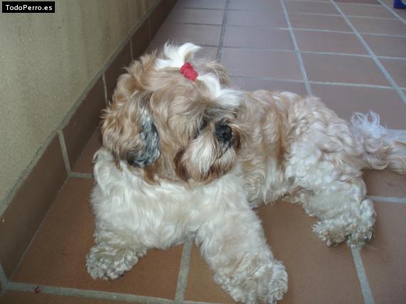 La foto del perro