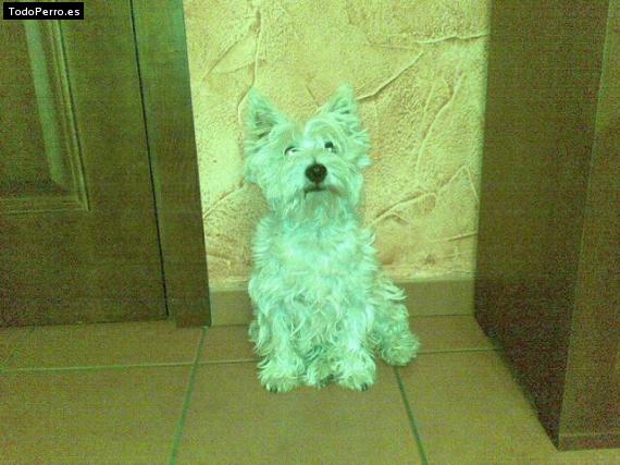 La foto del perro