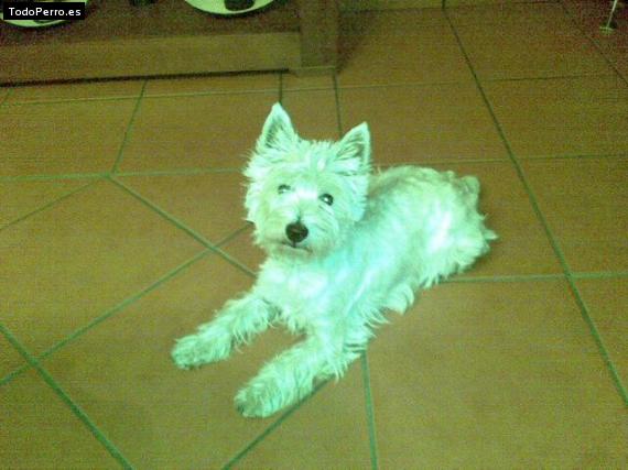 La foto del perro