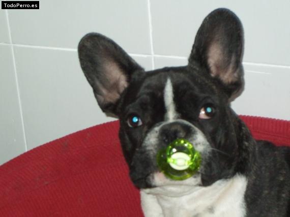 La foto del perro