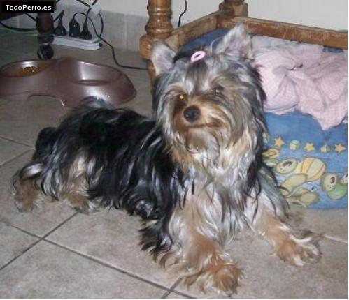La foto del perro