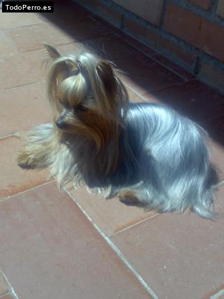La foto del perro